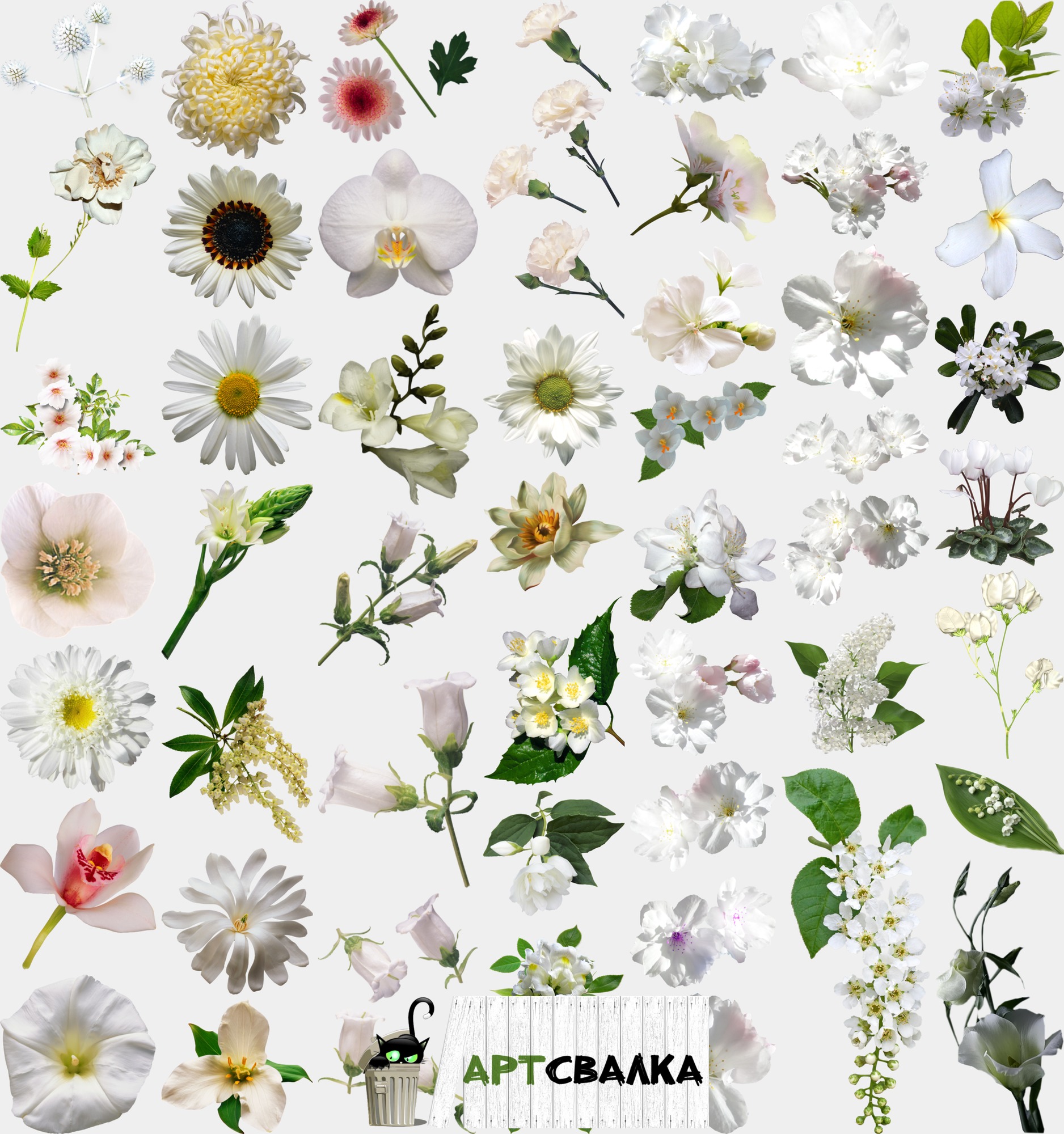 Белые цветы на прозрачном фоне. Часть 2 | White flowers on a transparent background. Part 2
